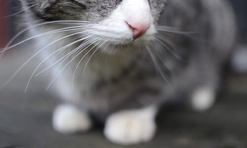 世界杯预选赛中国足球战平 技术体系趋于成熟,世界杯足球预选赛中国队最新消息