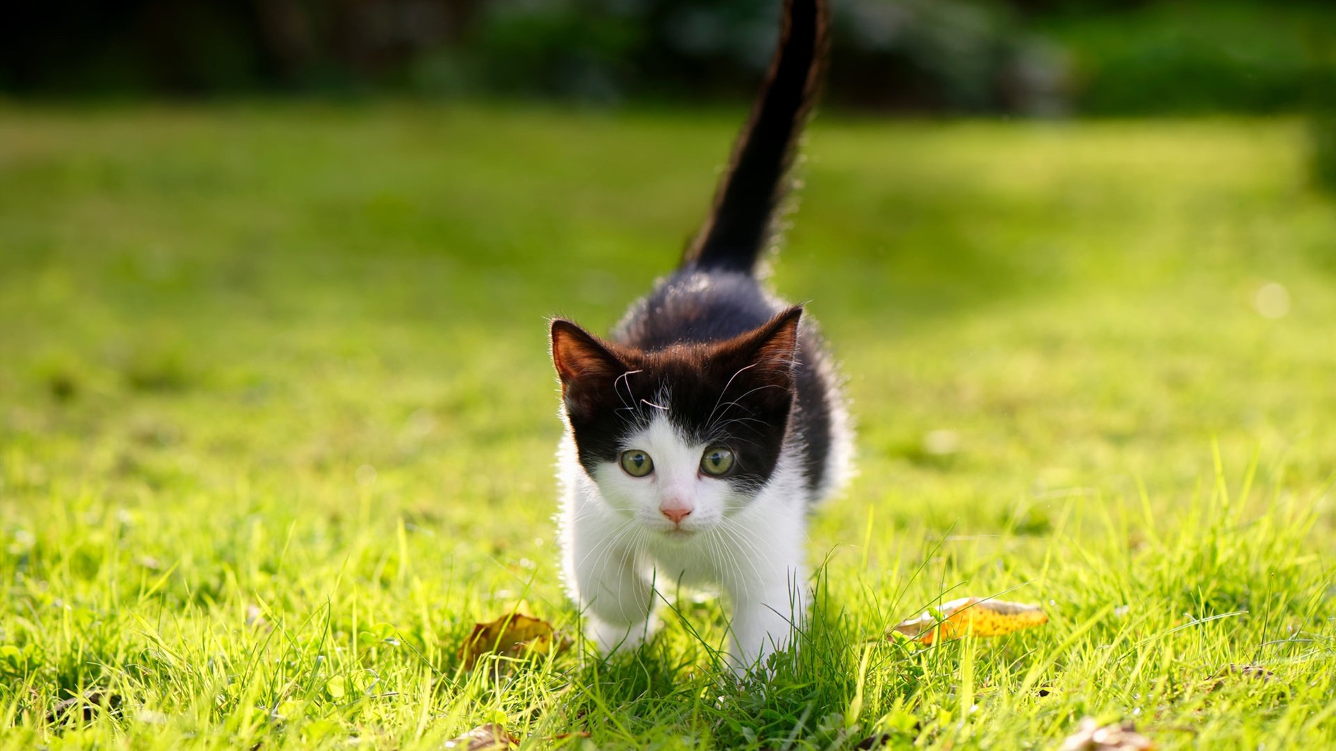 体育纪录片弘扬运动精神，弘扬体育精神视频