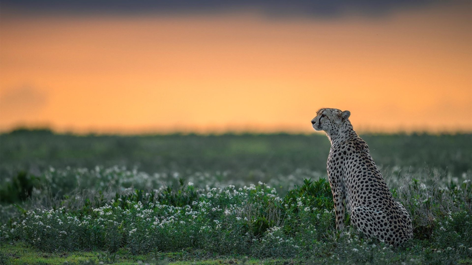 多特蒙德主打青春风暴冲击冠军,多特蒙德冠军阵容