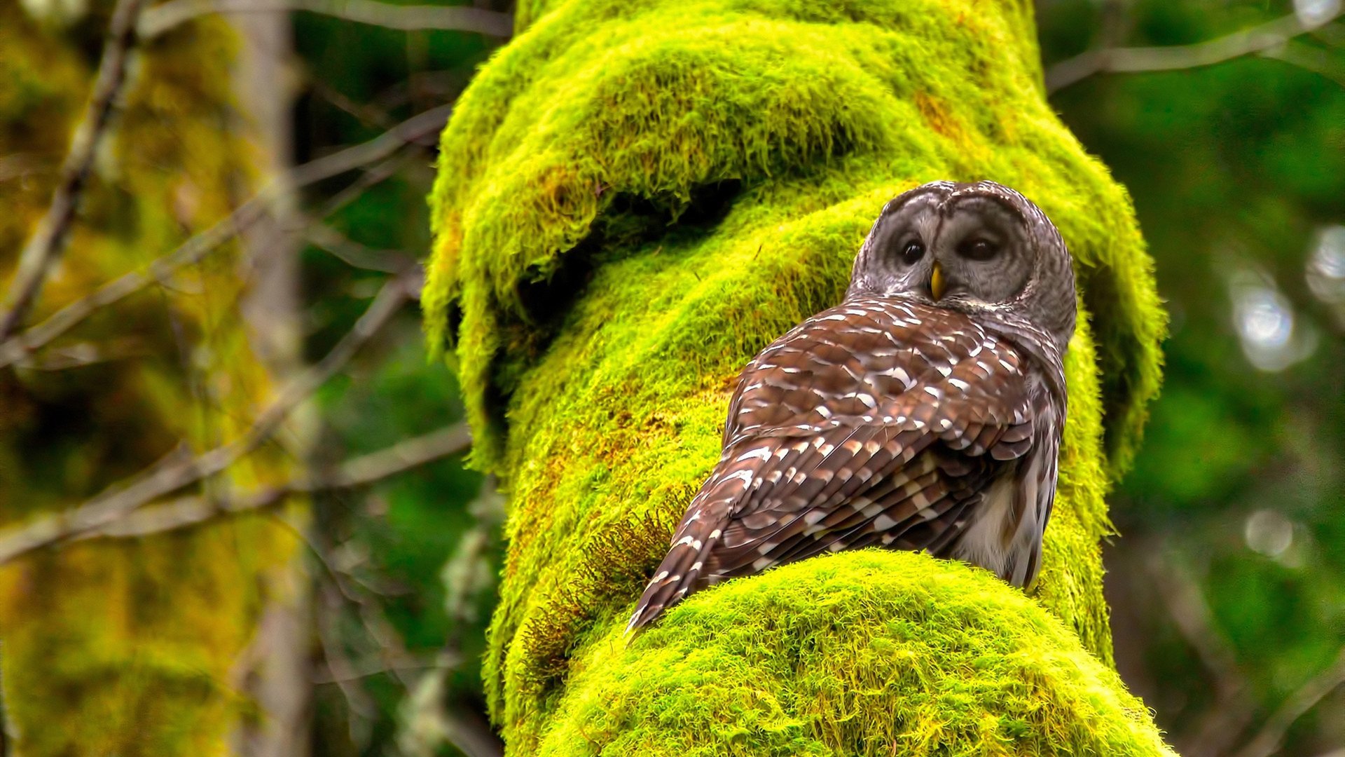 本菲卡门将发挥稳健，扑救关键射门，本菲卡著名球员