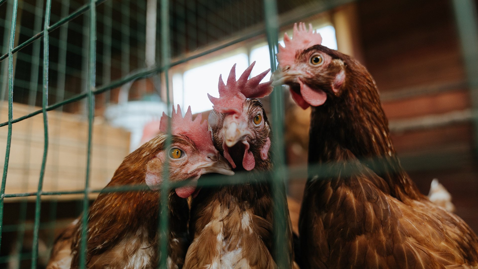 替补球员是否更适合执行无球压迫任务,替补球员进场怎么处罚