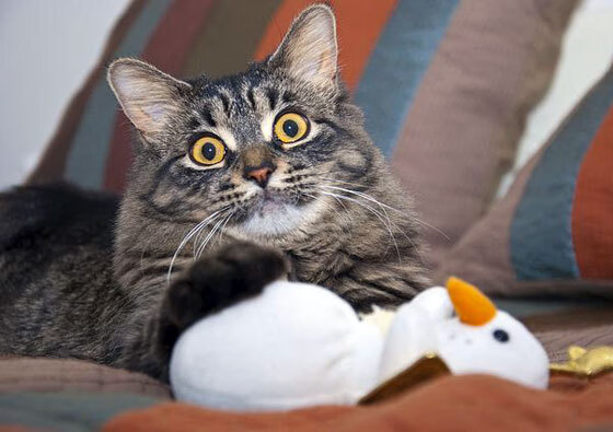 九游官网入口活动-自由泳转身完成时间平均为0.68秒，自由泳转身是哪里发力