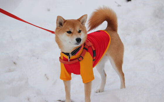 训练模拟器投入使用提升重复训练效率,模拟器训练是什么