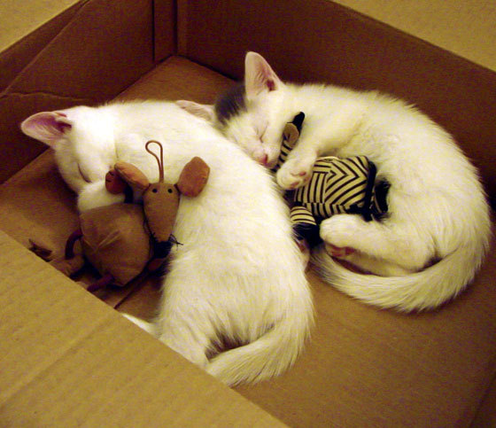 青年运动员形象管理加入媒体素养课程,青少年运动员文化教育与人格塑造