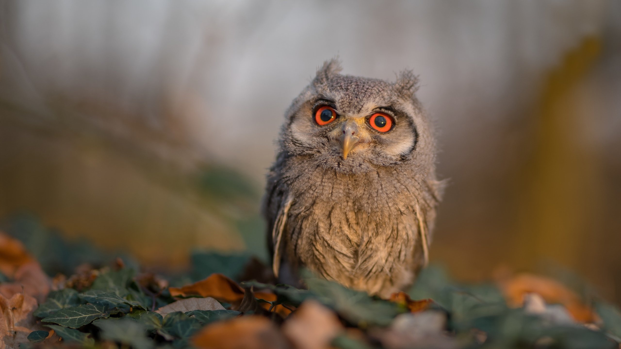 乌拉圭男篮在南美锦标赛中持续高光，梦想奥运舞台，乌拉圭男篮nba球员