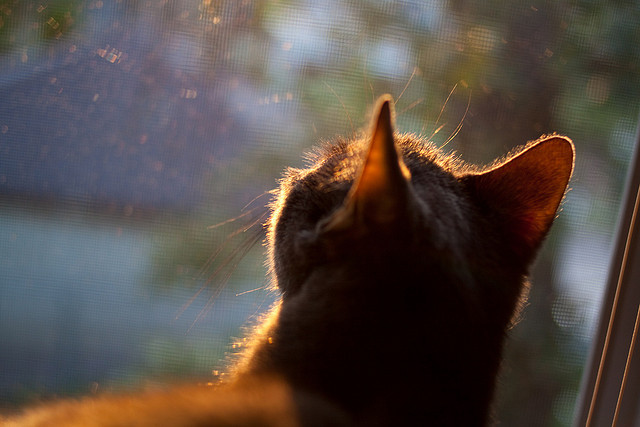 塞尔维亚男篮在欧洲预赛中奋勇追击，冲击奥运梦想不断前行，塞尔维亚男篮首发