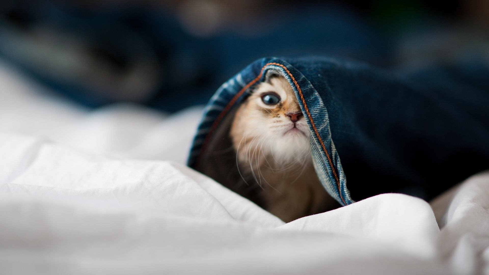 塞尔维亚男篮在欧洲预赛中奋勇追击，冲击奥运梦想不断前行，塞尔维亚男篮首发